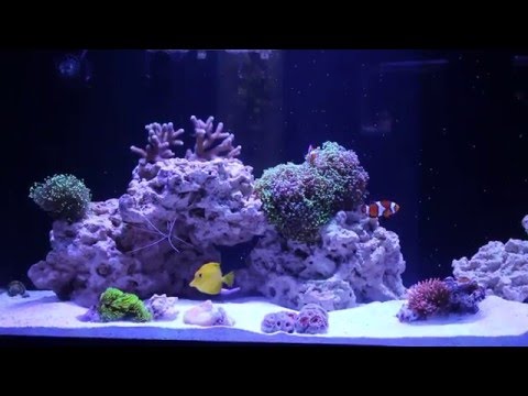 Red Sea Reefer 450 – 6 weeks