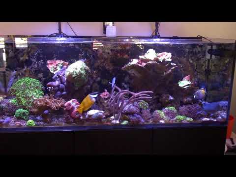 Red Sea Reefer 450 Kessil Light Settings