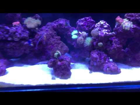 Red Sea Reefer 450 Tank update at 6 months