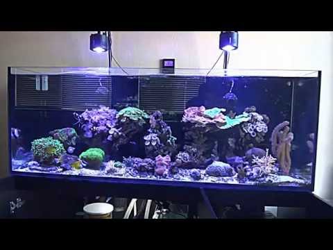 Red Sea Reefer 450 update