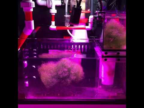 Red Sea Reefer 525 refugium sump baffle from Octo Aquatics