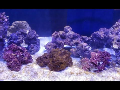 Red Sea Reefer 525 Update – Tank Cycle and Diatoms