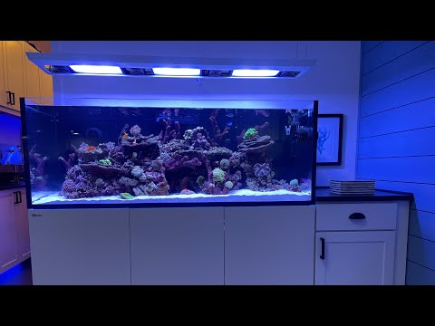 Red Sea Reefer 525 XL W/ Neptune Apex – Tour