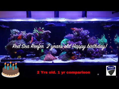 Red Sea Reefer 525XL.   2 years old today.  1yr comparison