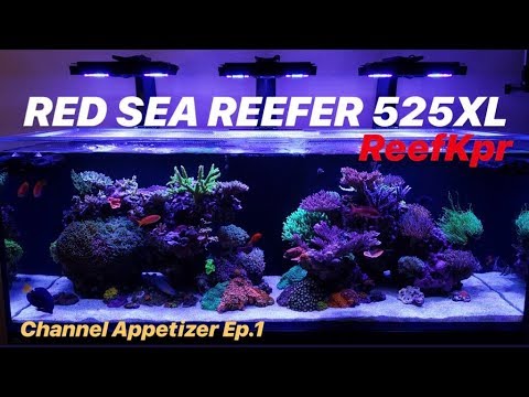 Red Sea Reefer 525XL – AWESOME MIXED REEF YOU MUST SEE ??