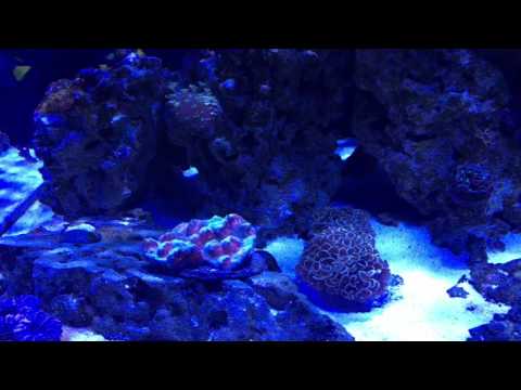 Red Sea Reefer 525XL Flow Update