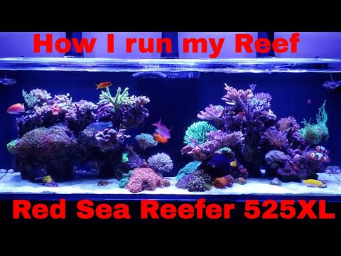 Red Sea Reefer 525XL… How I run my Reef