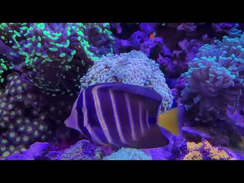 Red Sea Reefer 525XL New Fish! | Tank Update