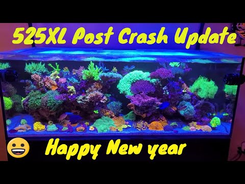 Red Sea Reefer 525XL Post crash update and end of year update! Happy new Year!