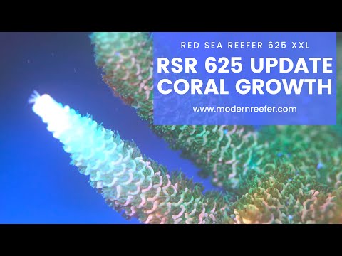 Red Sea Reefer 625 XXL Update – Continuous Coral Growth