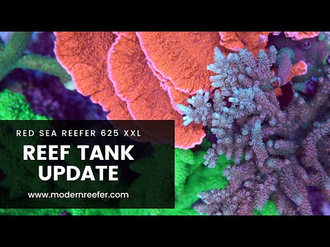 Red Sea Reefer 625XXL 1 Year Update + Coral Growth