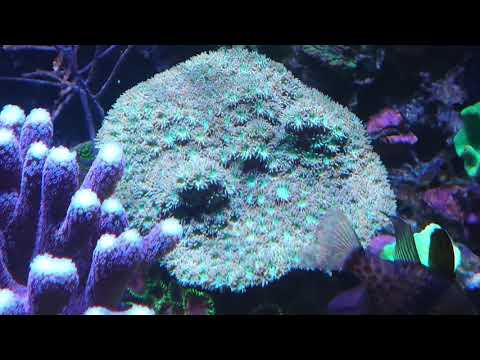 Red Sea Reefer 625XXL "Boekender Reef" part 10