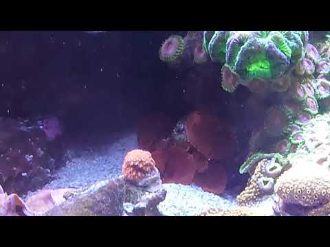 Red Sea Reefer 625XXL "Boekender Reef" part 12