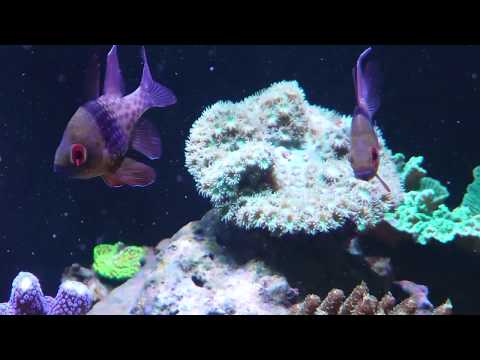 Red Sea Reefer 625XXL "Boekender  Reef " part. 2
