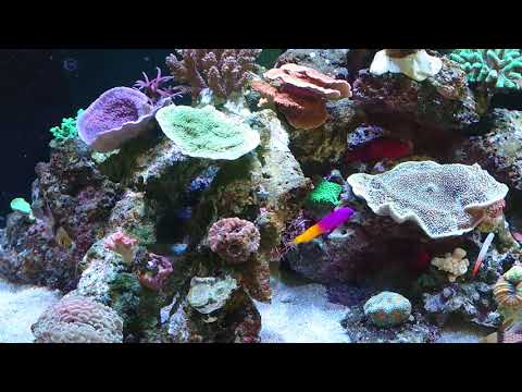 Red Sea Reefer 625XXL "Boekender  Reef " part. 3