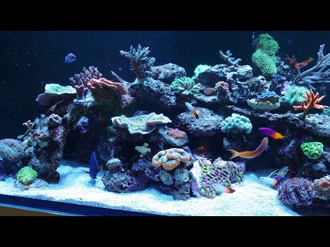 Red Sea Reefer 625XXL "Boekender Reef" part 4.