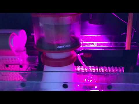 Red Sea Reefer 650 Peninsula Engine Room