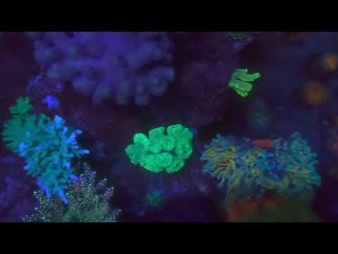 Red Sea Reefer 750 1 year and 10 months old