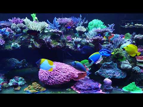 Red Sea Reefer 750 1 year and 11 months old