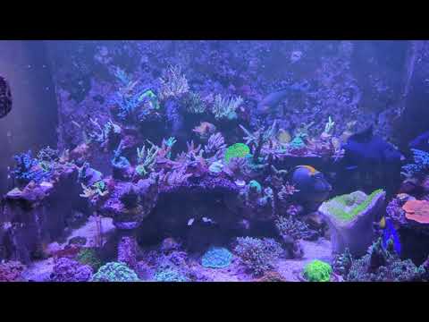 Red Sea Reefer 750 2-22-22