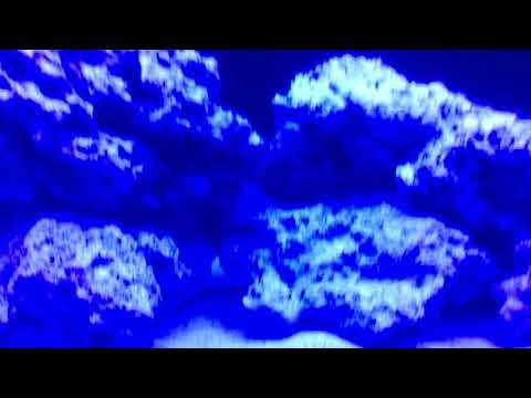 Red Sea reefer 750 XXL cycle day eight