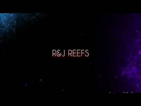 Red Sea Reefer 750XXL | Update 1
