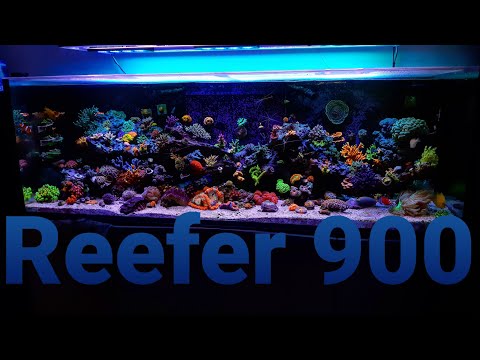 RED SEA REEFER 900 Follow Up