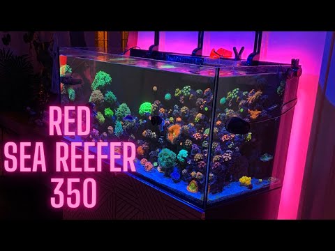 Red Sea Reefer Adding LED LIGHTS- Fox Face Rabbit fish