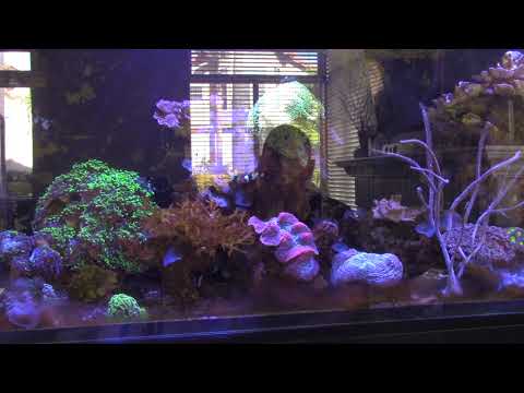 Red Sea Reefer Issues