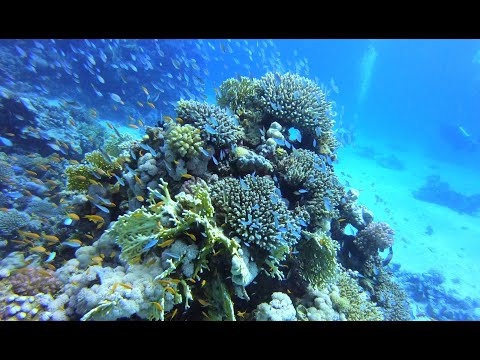 Red Sea Reefer Natur – Ägypten/Egypt