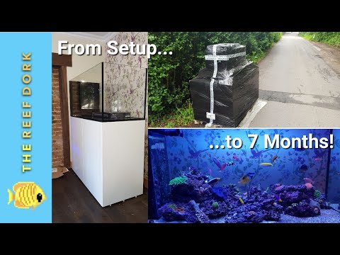 Red Sea Reefer Peninsula 500: From Setup to 7 Months