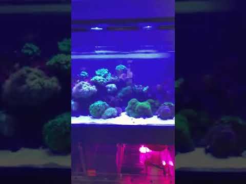 Red Sea reefer reef aquarium service in Burbank, CA  818-915-4398