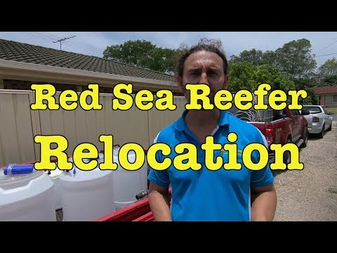 Red Sea Reefer Relocation — Gallery Aquatica TV