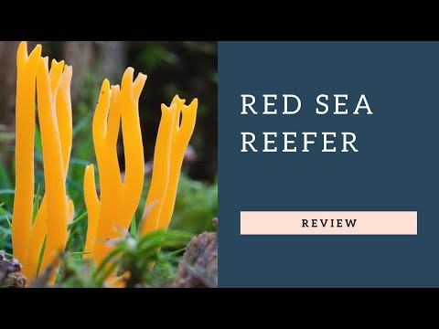 Red Sea Reefer Review