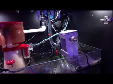 Red Sea Reefer RSK 600 Skimmmer update #5 … and Popeye!