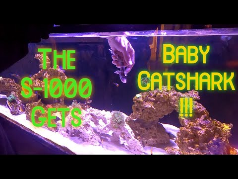 Red Sea Reefer S-1000 Get's Baby Coral Catshark !!!