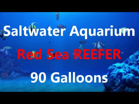 Red Sea Reefer Saltwater Aquarium