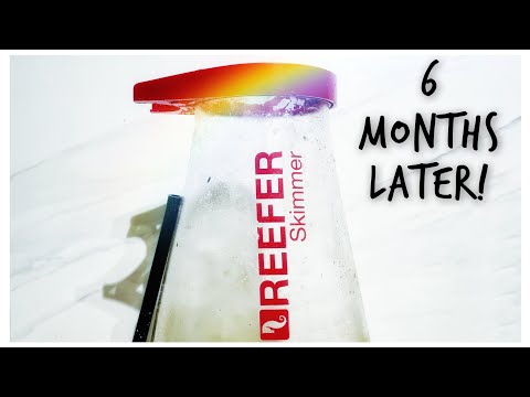 Red Sea Reefer Skimmer RSK 900 – Thoughts 6 Months Later –  Review and Deep Clean