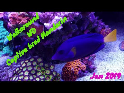 Red Sea Reefer, Walt Disney,  Captive bred Mandarin.