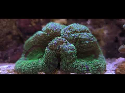 Red Sea Reefer XL-200 (53g) – Progress! Mandarin dragonet added…