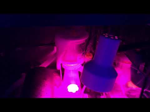 Red Sea Reefer XL 425 – I hate my Bubble Magus Curve a5 Skimmer