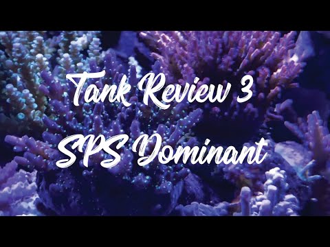 Red Sea Reefer XL 425 SPS Dominant Tank Review!