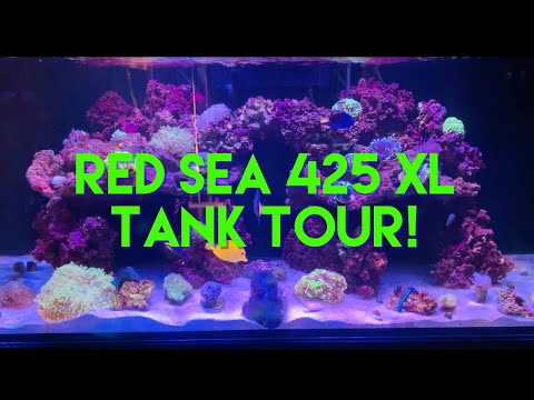 Red Sea Reefer XL 425 Tank Tour & Neptune Systems Apex!
