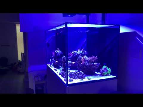 Red Sea REEFER XL300 | 3 Month Update