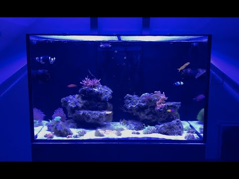 Red Sea REEFER XL300 | 6 Month Update