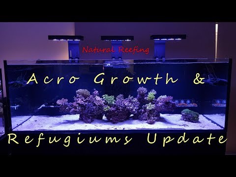 Red Sea Reefer XXL 750 Update #5 Acro Growth and Refugiums