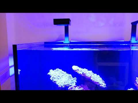 Red Sea reefer XXL