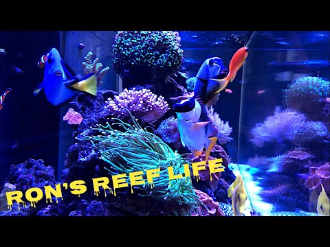 Red Sea Reefer
