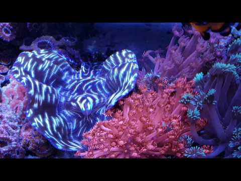 Reef aquarium, radion leds, bubble magus skimmer ,