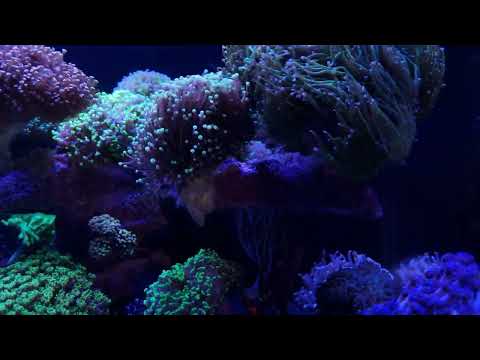 reef mixed tank